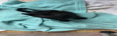 Mixed Breed Kitten 4