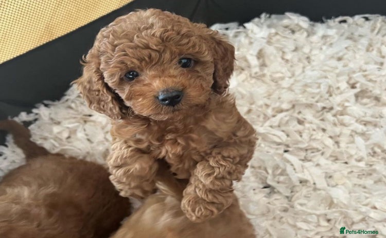 Cockapoo dogs - Advert 4