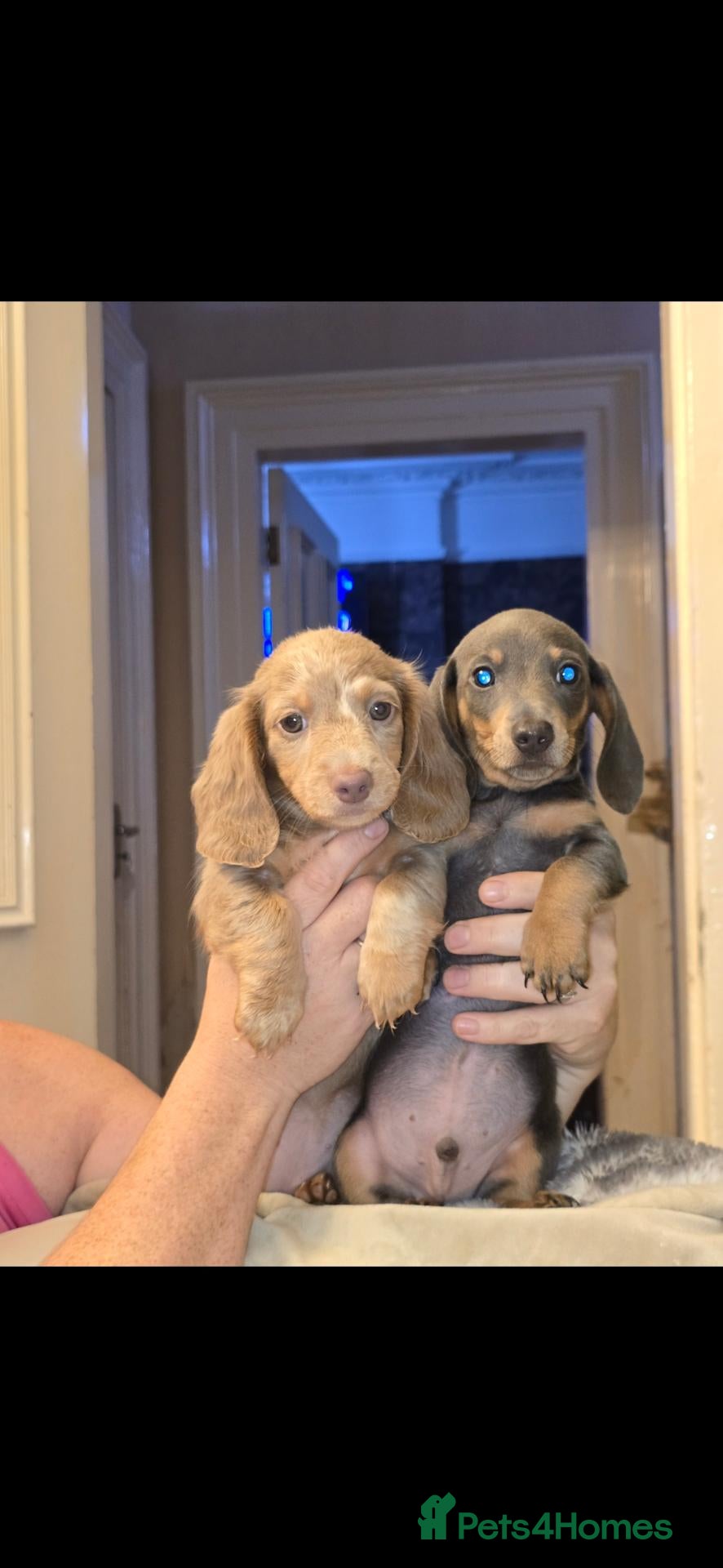 Miniature Dachshund dogs READY NOW .Gorgeous Minature Dashounds - Advert 2