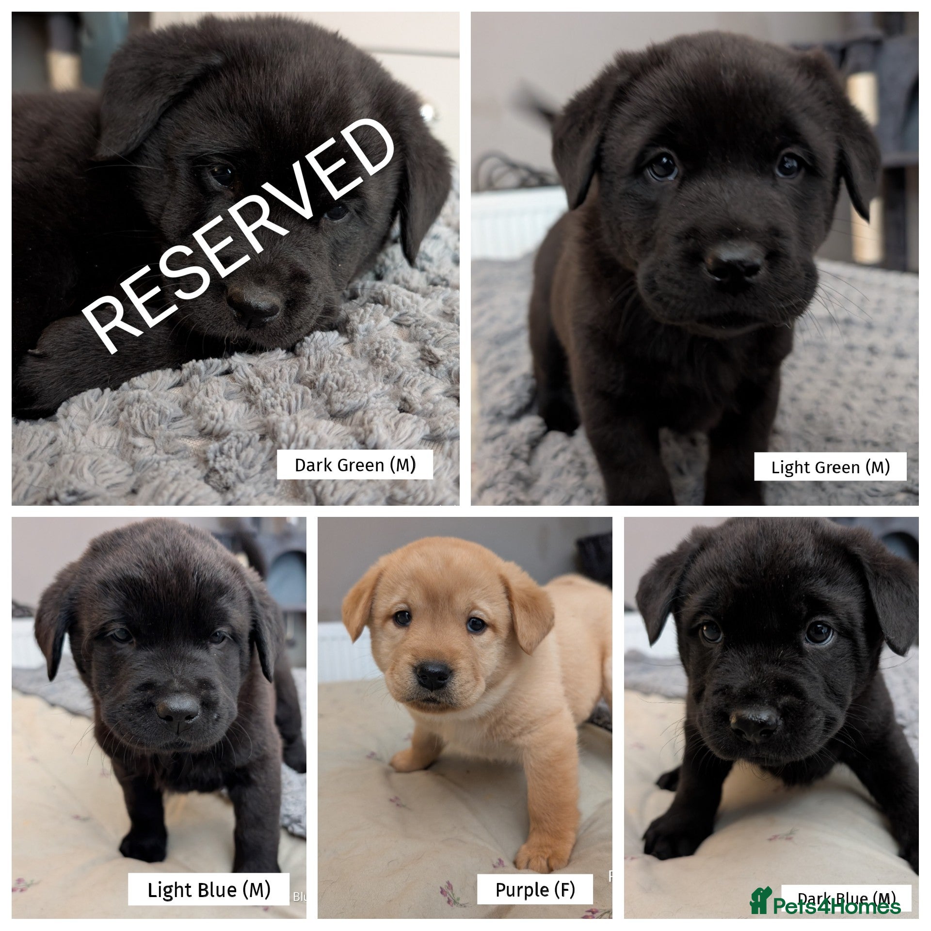 Mixed Breed dogs ❗ Only 4 left ❗- Chow Chow x Labrador pups  - Advert 2