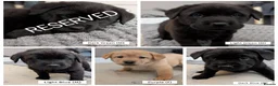 Mixed Breed dogs for sale: ❗ Only 4 left ❗- Chow Chow x Labrador pups  - Advert 1