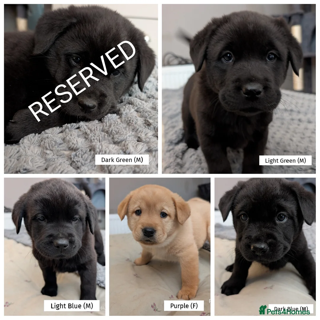 Mixed Breed dogs for sale: ❗ Only 4 left ❗- Chow Chow x Labrador pups  - Advert 1