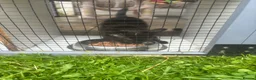 Mixed Breed cats for sale: 3 male kittens - Advert 3