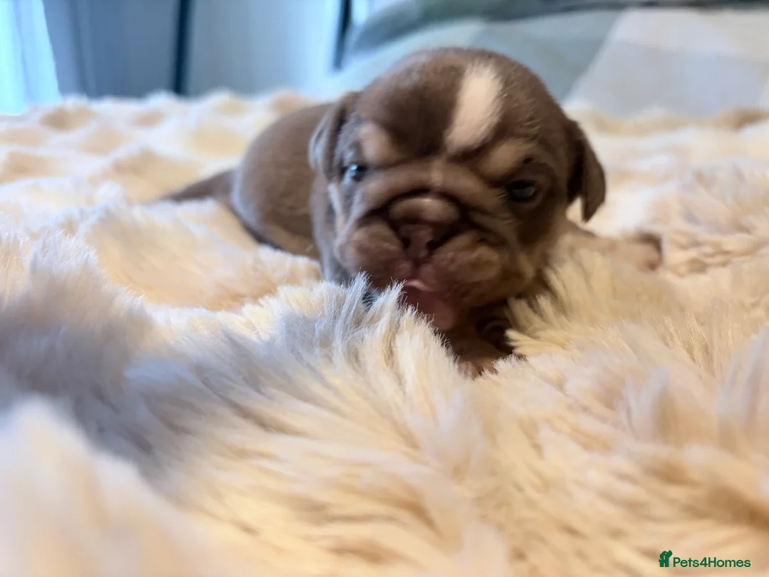 English Bulldog dogs for sale: KC English Bulldog Puppies Exceptional Quality  - Advert 4