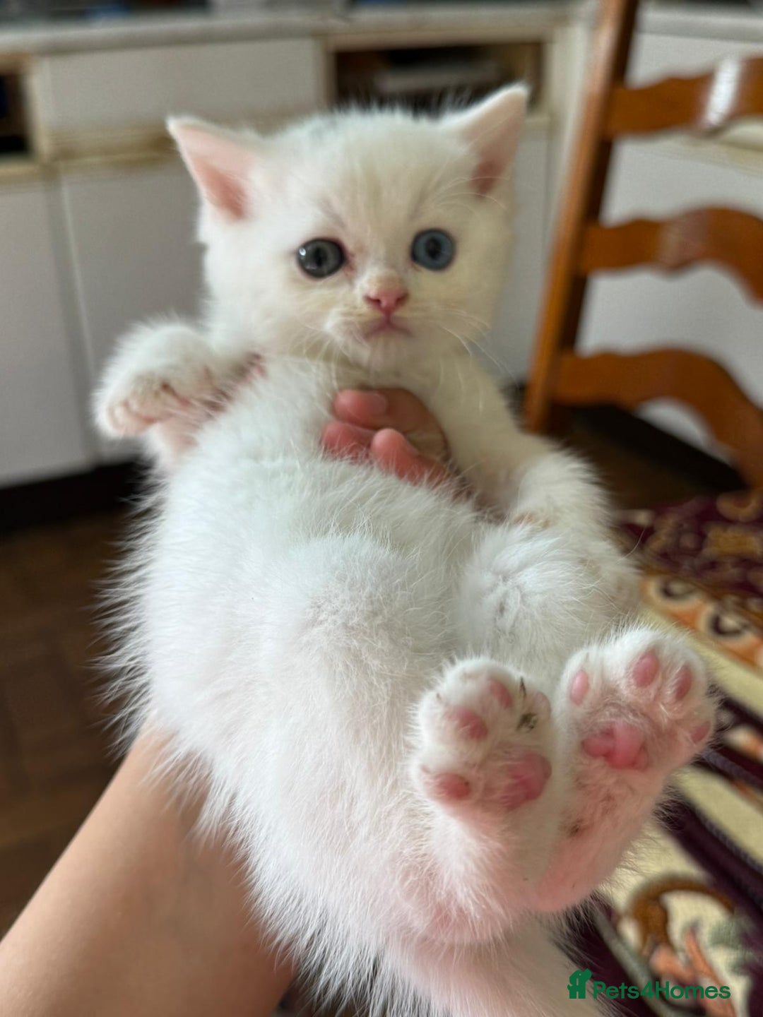 Mixed Breed cats for sale: White Persian mixed breed  - Advert 3