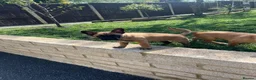 Mixed Breed dogs for sale:  Beautiful Mixed Breed Puppies   🐾 - Advert 5
