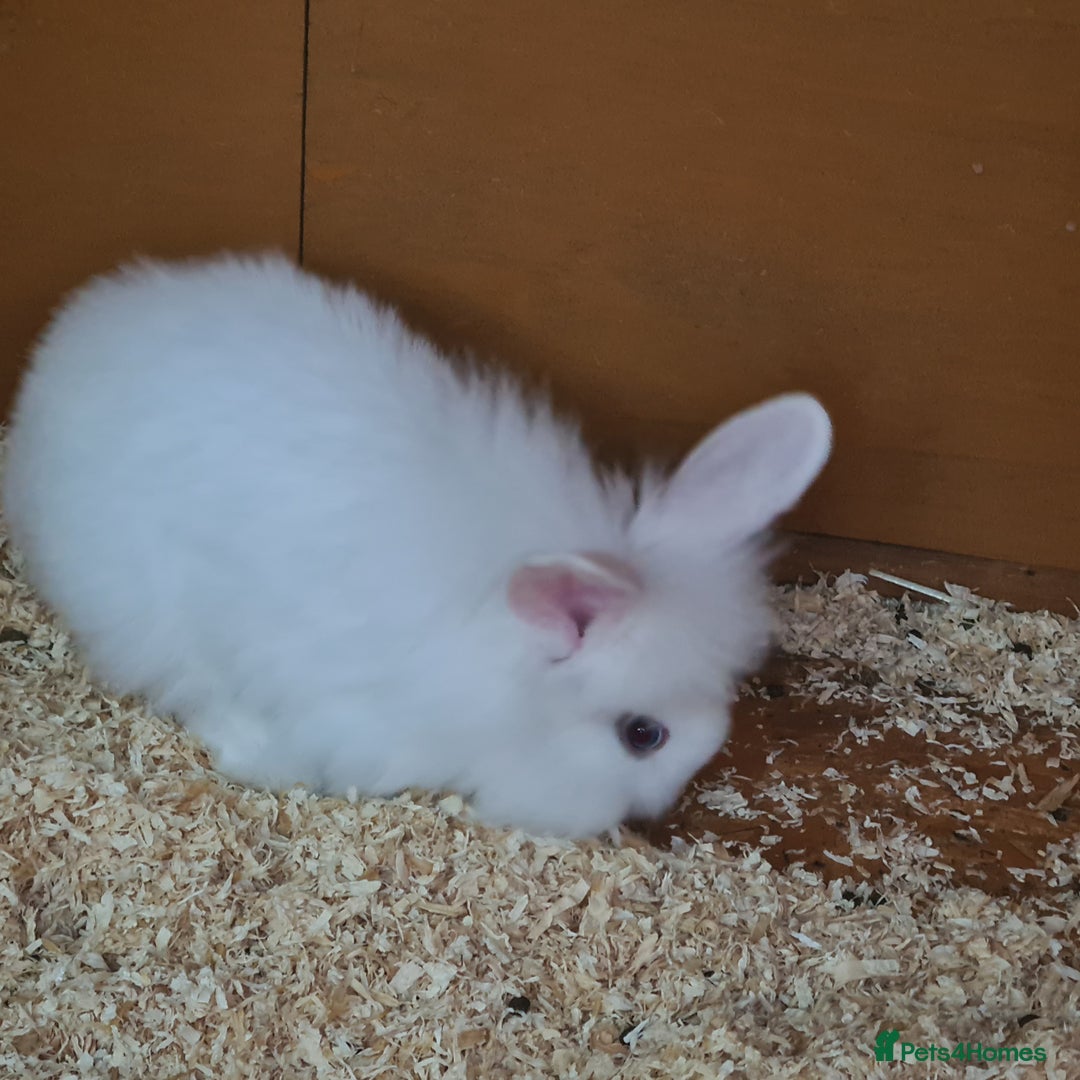 Mini Lion Lop rabbits for sale: 2 female mini lion lop - Image 3
