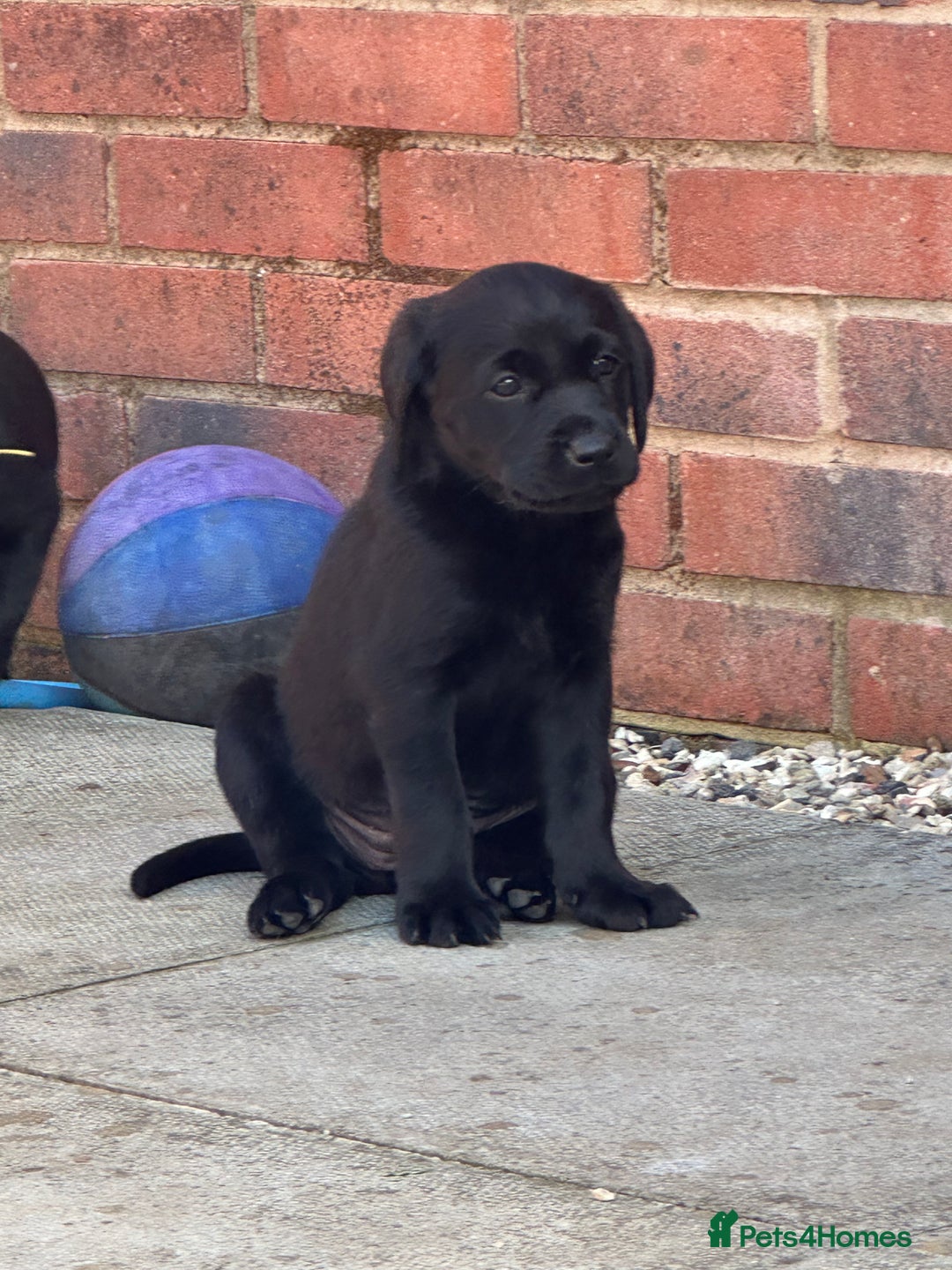 Labrador Retriever dogs for sale: 2beautiful black puppiesAVAILABLE READY to leave. - Image 5
