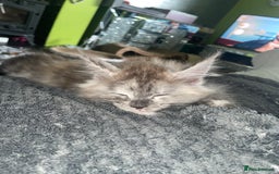 Maine Coon cats for sale: TICA registered Maine coon kittens  - Image 19