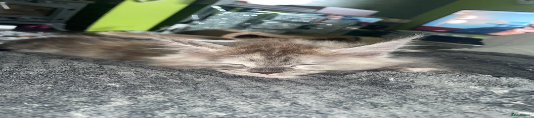 Laney - black silver tortie