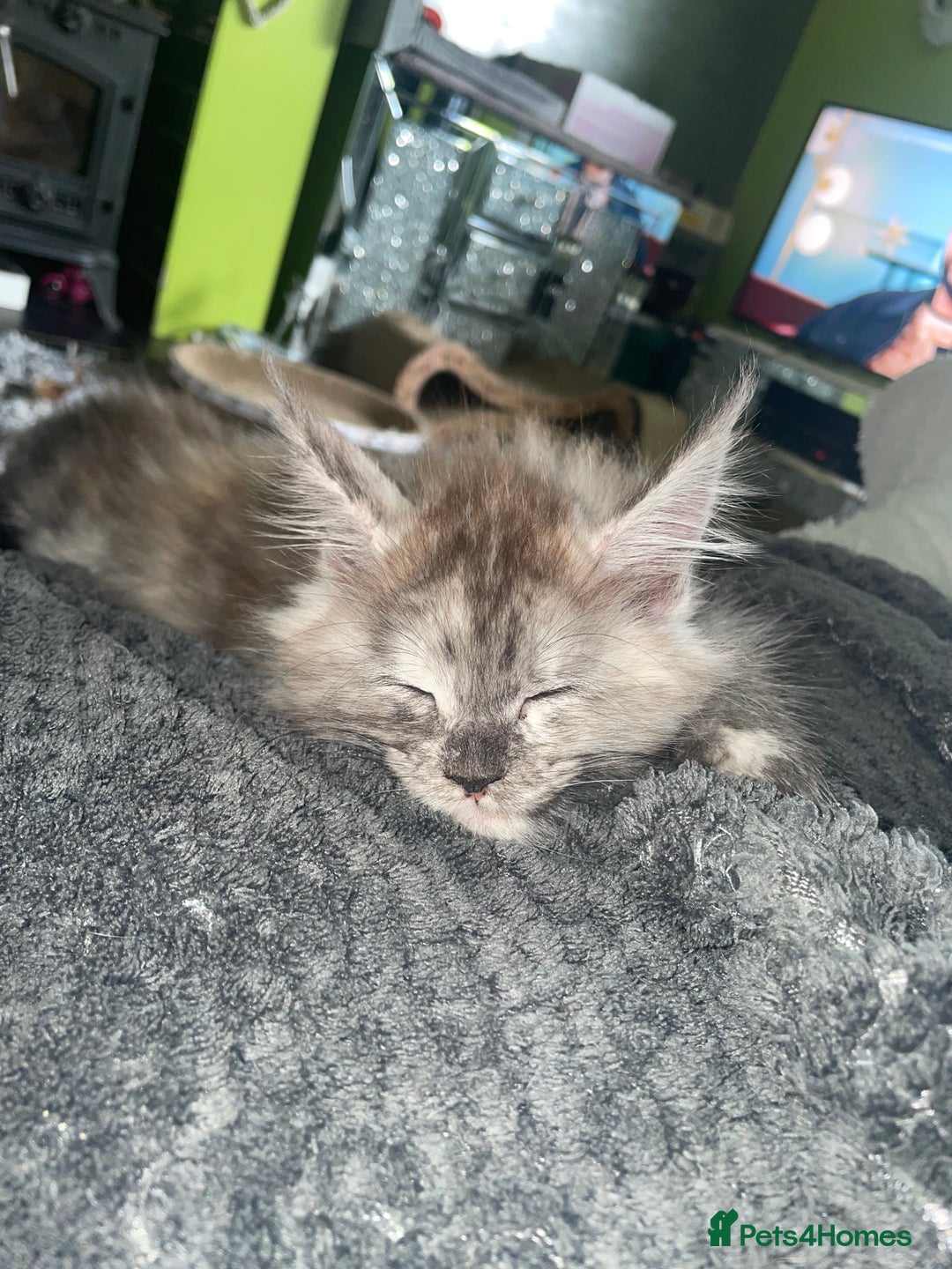 Maine Coon cats for sale: TICA registered Maine coon kittens  - Image 19