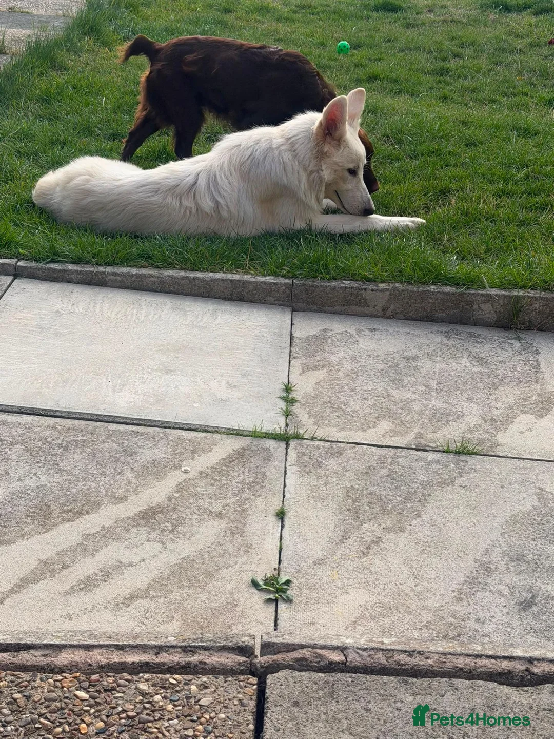 German Shepherd dogs for sale: 7 MONTH OLD WHITE GERMAN SHEPHERD - Advert 5