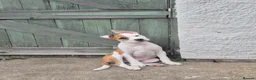 Mixed Breed dogs for sale: Bruce - Advert 9