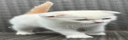 Scottish Fold cats for sale: Scottish fold kittens boy - Advert 3