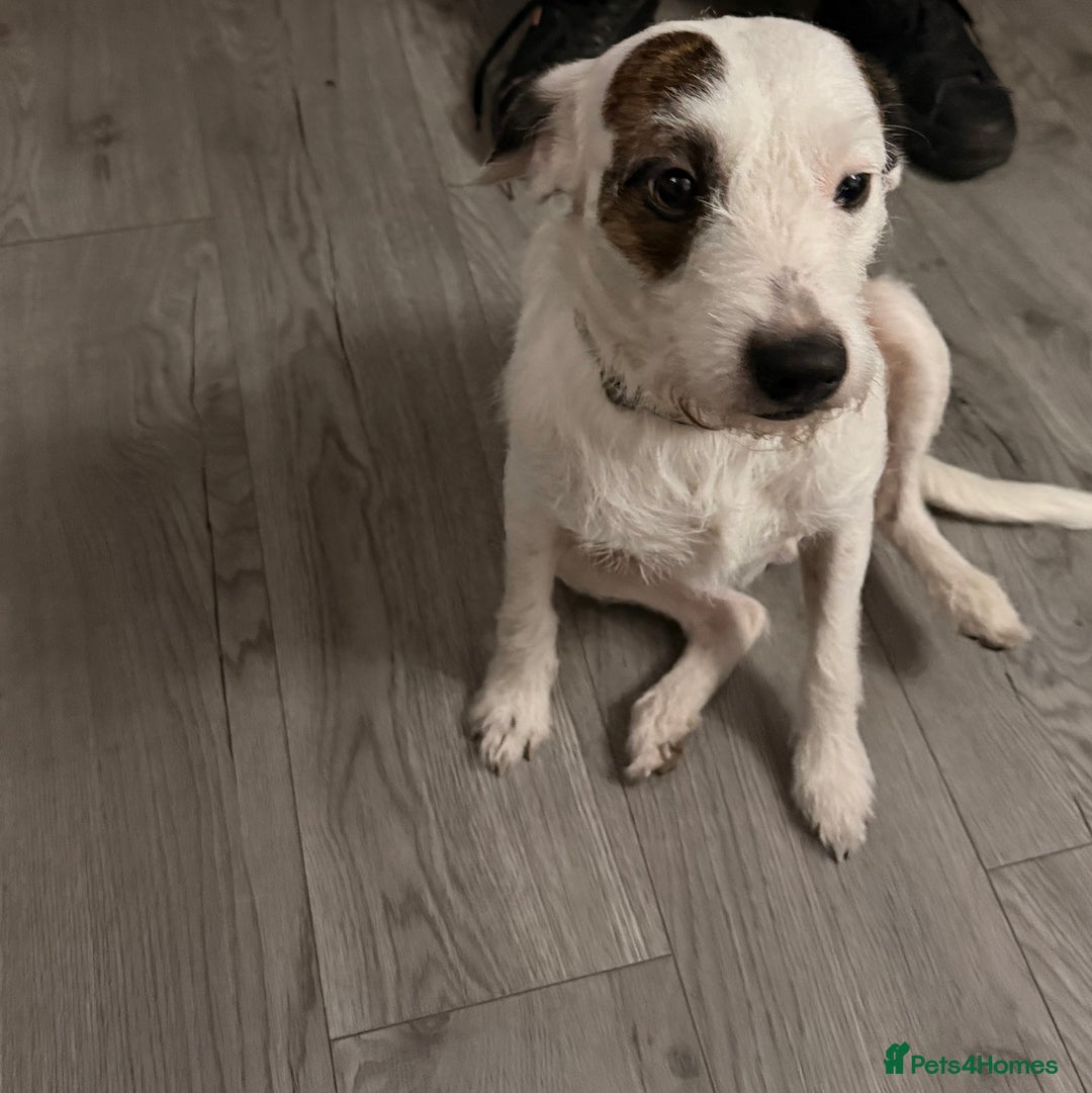 Parson Russell dogs for stud: Parson tussle terrier for stud  - Advert 5