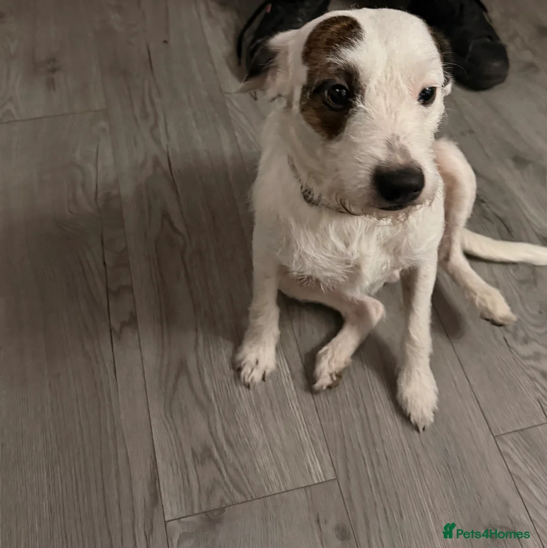 Parson Russell dogs for stud: Parson tussle terrier for stud  - Advert 5