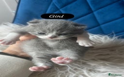 British Shorthair cats for sale: 🧸✨6 Chunky British Shorthair Kittens For Sale✨🧸 - Advert 10