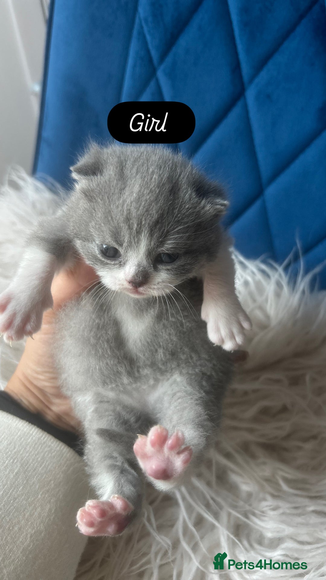British Shorthair cats for sale: 🧸✨6 Chunky British Shorthair Kittens For Sale✨🧸 - Advert 10