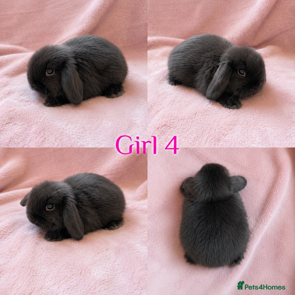 Mini Lop rabbits Baby Mini Lops Ready 08/08 - Advert 3