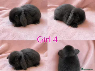 Mini Lop rabbits Baby Mini Lops Ready 08/08 - Advert 3