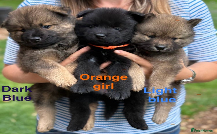Eurasier dogs - Advert 1