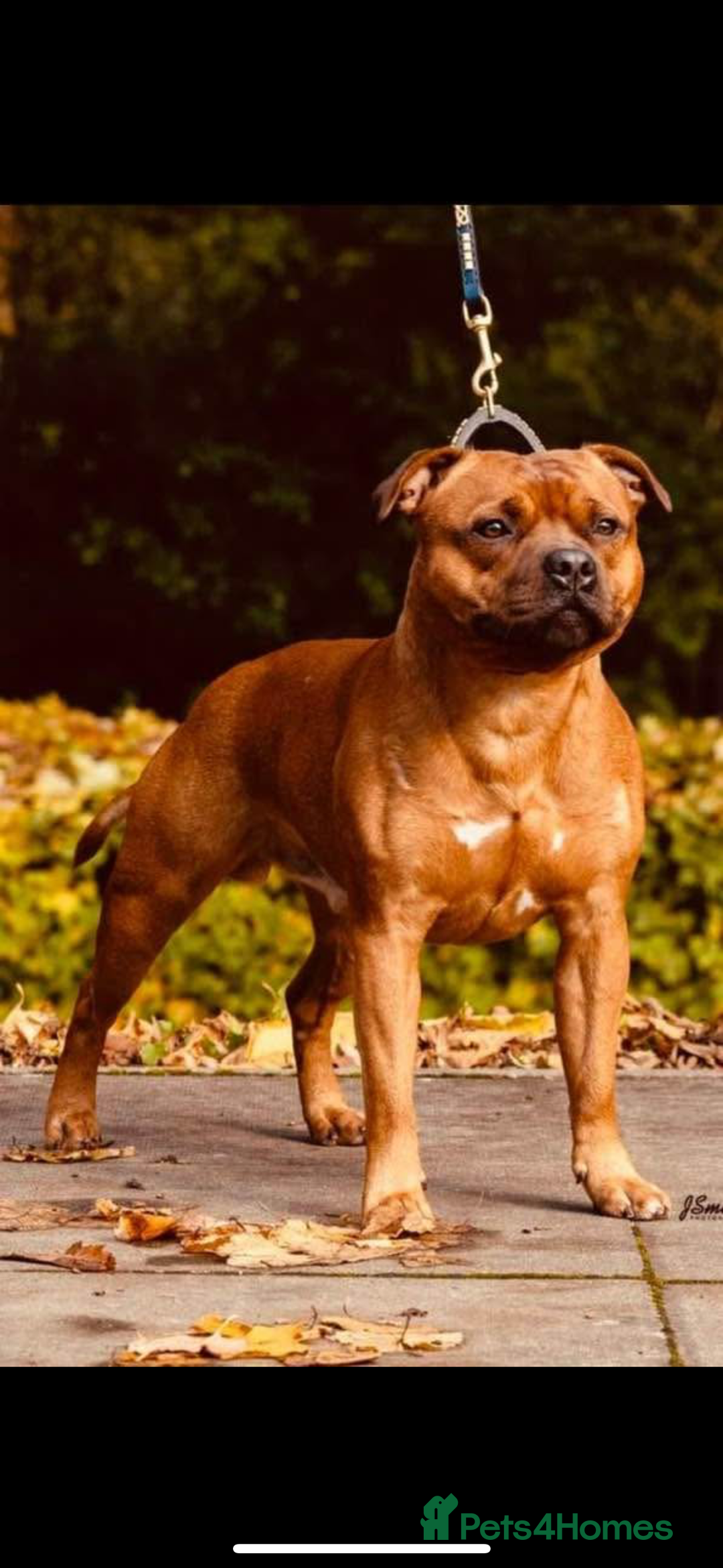 Staffordshire Bull Terrier dogs for sale: Amazing True To Type Staffordshire bull terriers  - Image 11