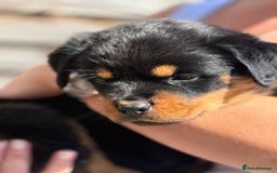 Rottweiler dogs for sale: Gorgeous male Rottweiler puppy Reggie  - Image 20