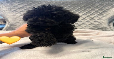 Schnoodle dogs - Advert 11