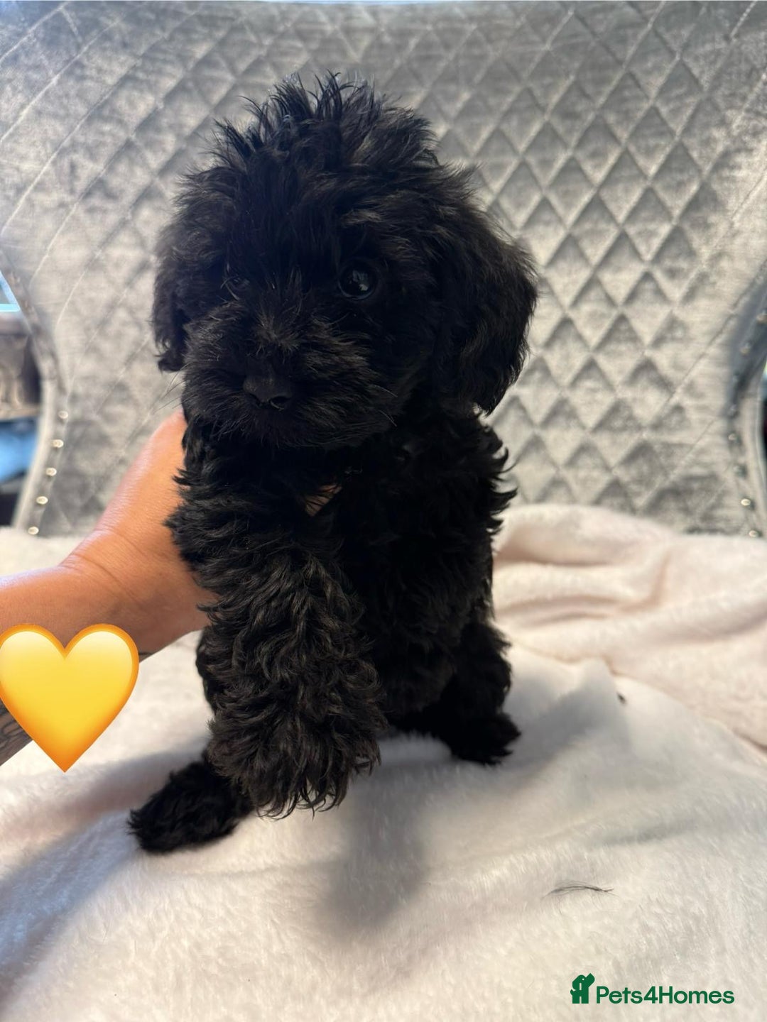 Schnoodle dogs for sale: Beautiful Schnoodle Puppies For Sale - Image 3