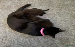 Mixed Breed cats for sale: 3 beautiful kittens for sale (unknown sex) - Image 5