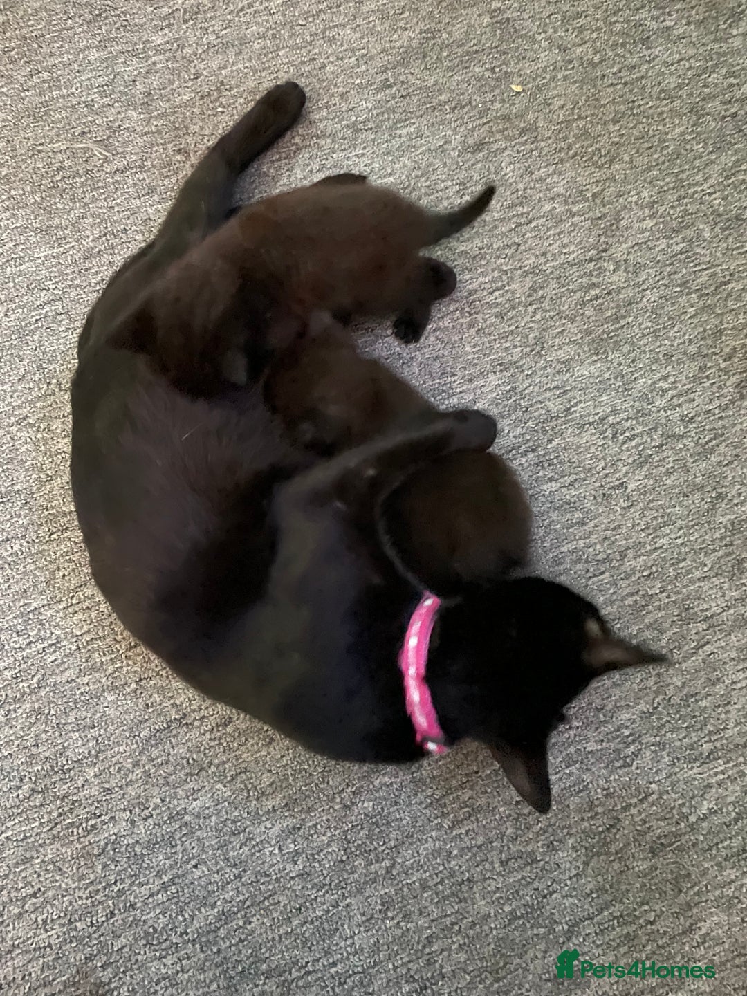Mixed Breed cats for sale: 3 beautiful kittens for sale (unknown sex) - Image 5