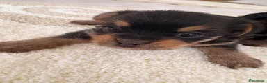 Mixed Breed 2