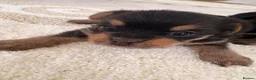 Mixed Breed dogs for sale: YORKSHIRE TERRIER × POMERANIAN PUPPIES - Advert 5