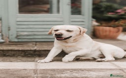 Labrador Retriever dogs for stud: Charlie  - Image 9