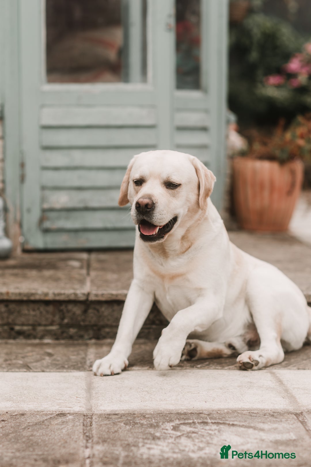 Labrador Retriever dogs for stud: Charlie  - Image 9