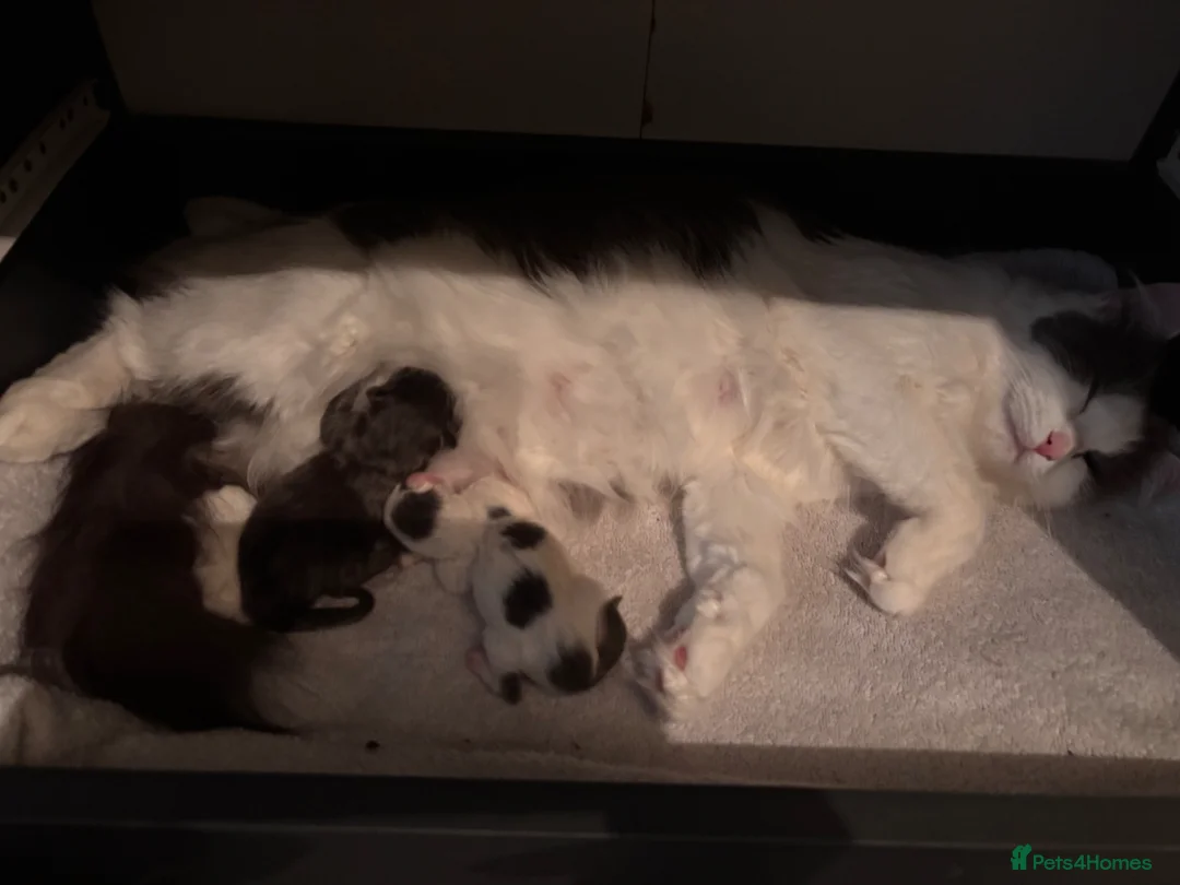 Ragdoll cats for sale: Boy and girl ragdoll in Spalding - Advert 6