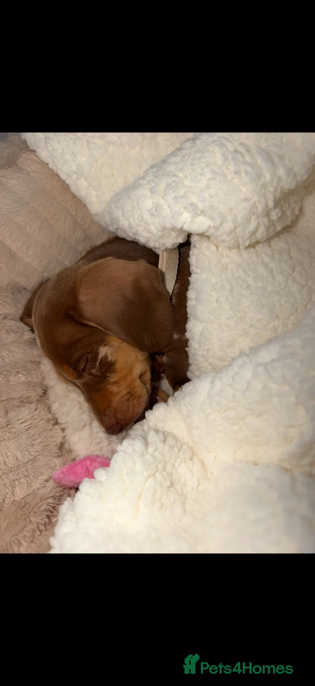 Miniature Dachshund dogs for sale: Beautiful dapple girl🤍 - Advert 3