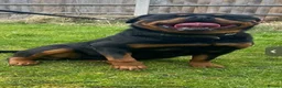 Rottweiler dogs for sale: Rottweiler puppies in Leeds - Advert 1