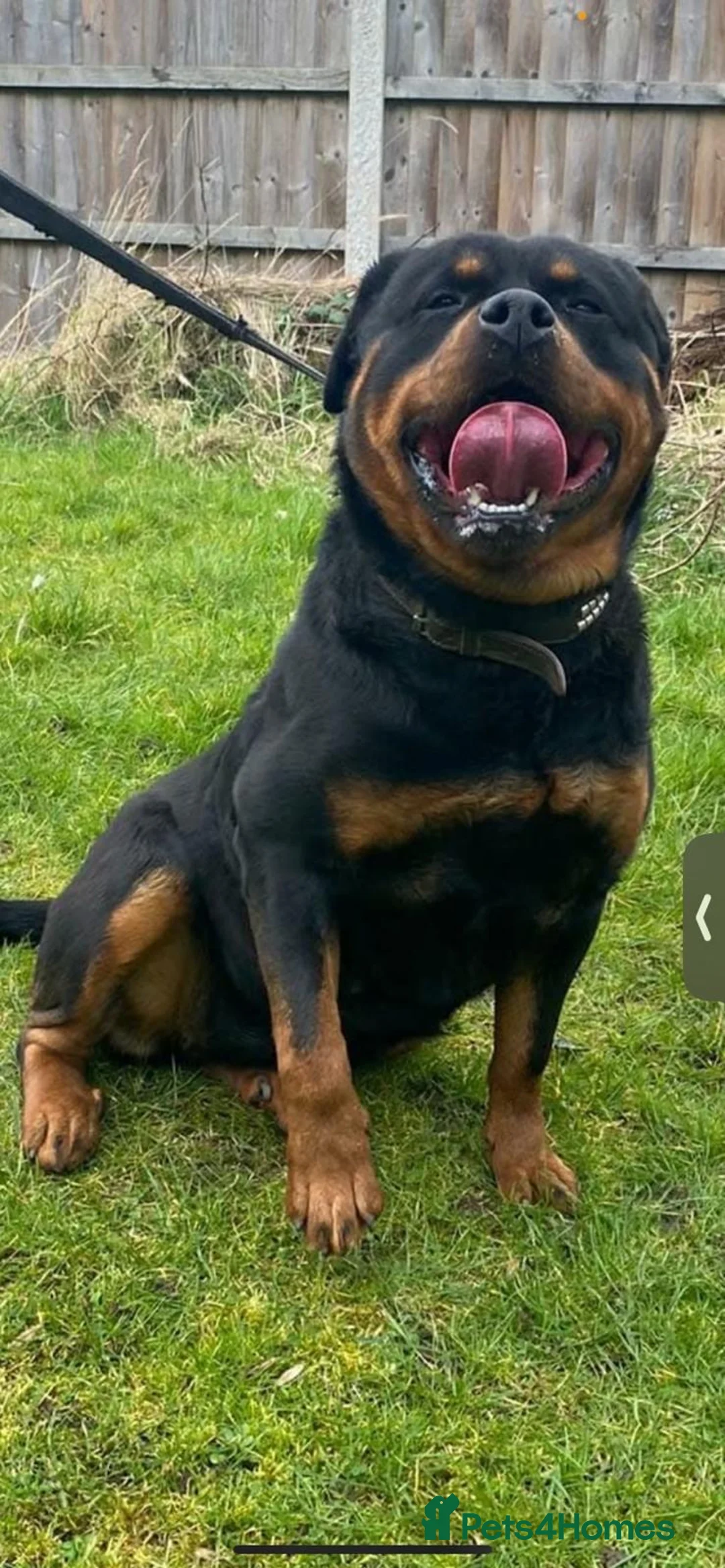 Rottweiler dogs for sale: Rottweiler puppies in Leeds - Advert 1