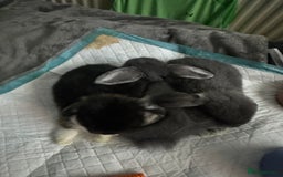 Mini Lop rabbits for sale: 2 boys 1 girl  - Image 4