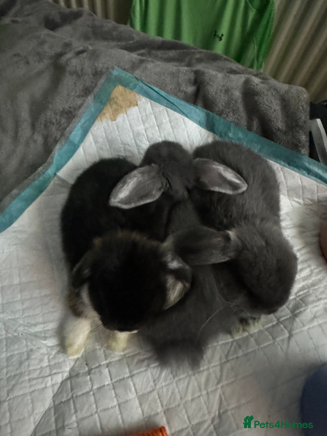 Mini Lop rabbits for sale: 2 boys 1 girl  - Image 4