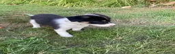 Border Collie dogs for sale: Border collies for sale - Advert 2