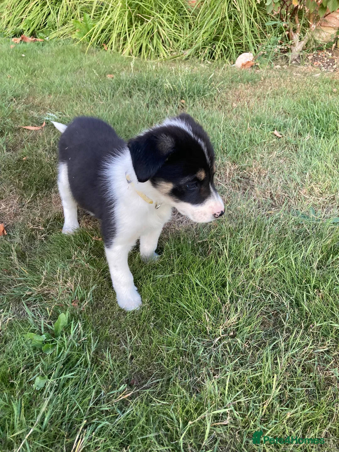 Border Collie dogs for sale: Border collies for sale - Advert 2
