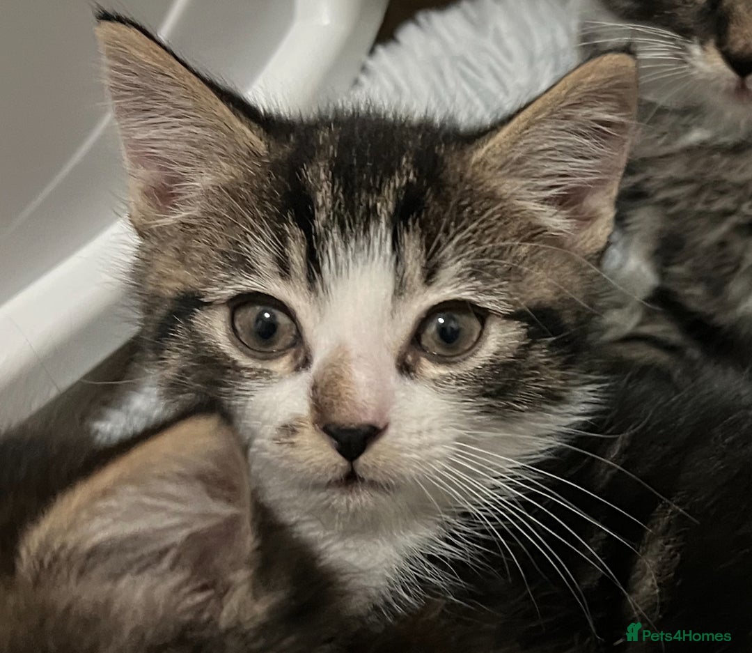 Mixed Breed cats for sale: Cheap Kittens for sale  (Ready to go asap) - Advert 24