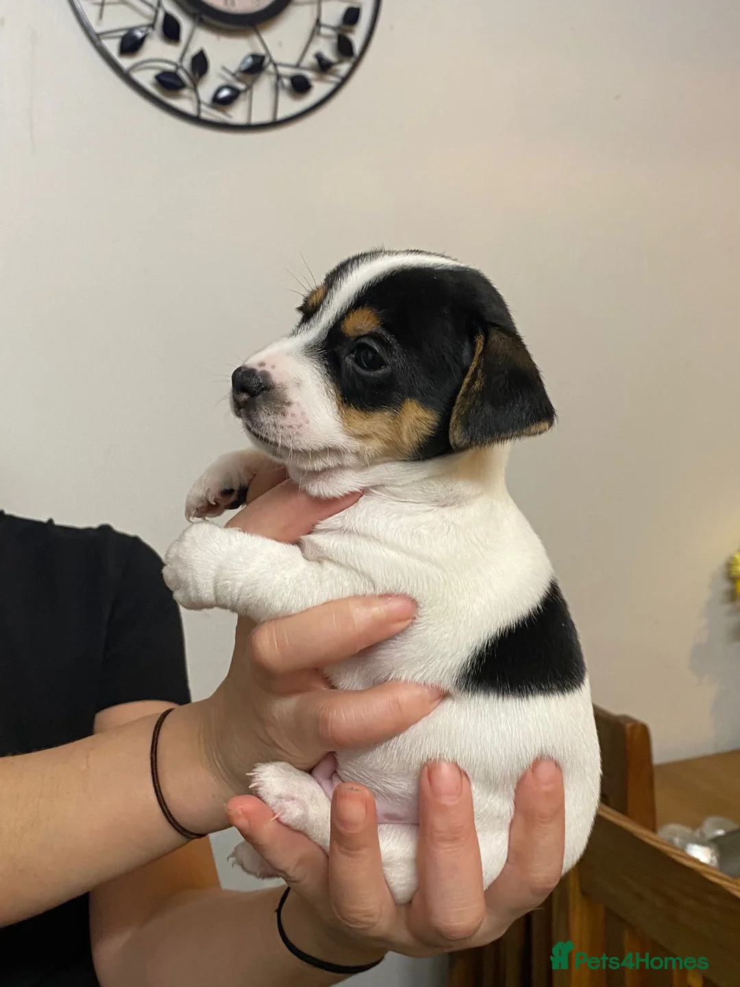 Jack Chi dogs for sale: Adorable Jack Chi puppies  - Advert 13