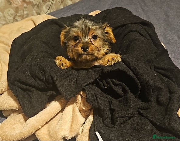 Yorkshire Terrier dogs Mini Yorkshire terrier - Advert 3