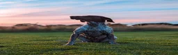 German Shorthaired Pointer dogs for sale: 3 beautiful German pointers!! - Advert 4