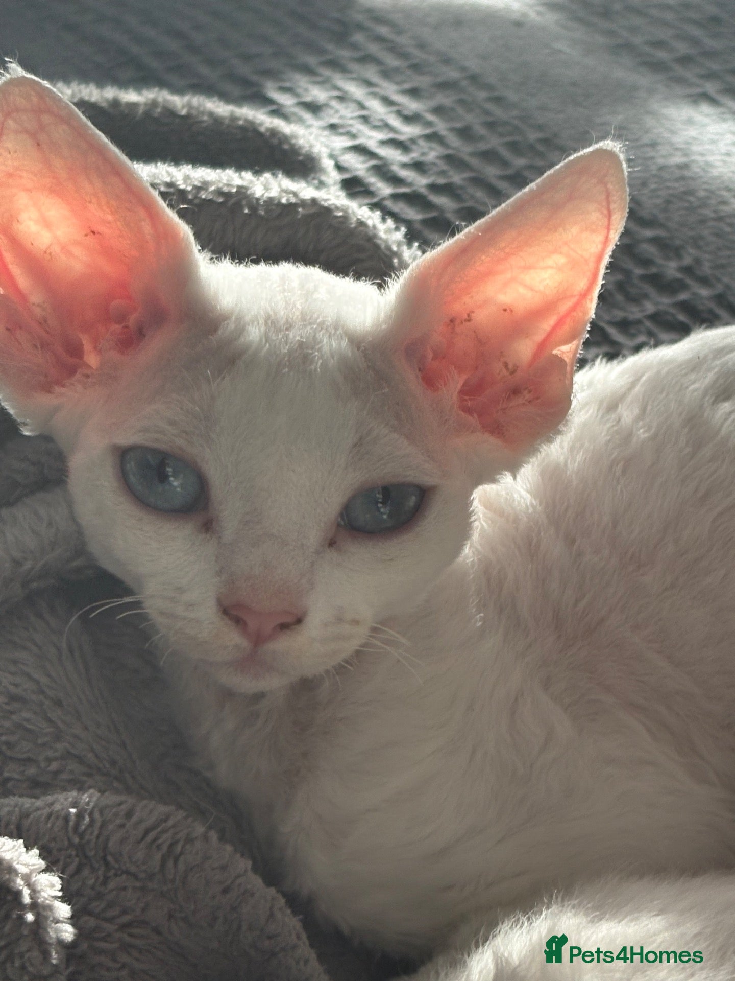 Devon Rex cats Ready to go ❤️devon rex available 😻❤️ - Advert 2