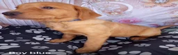 Goldador dogs for sale:  ♥️Gorgeous Puppies Ready For Walks ♥️ - Advert 13