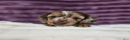 Miniature Dachshund dogs for sale: Miniature Dachshund puppies - Advert 6